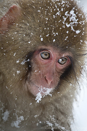 058 Japanese macaque (Snow monkey)(Macaca fuscata) - Nagano Japan