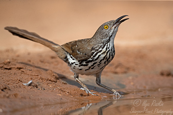 112 Long-billed thrasher (Toxostoma longirostre) - TX