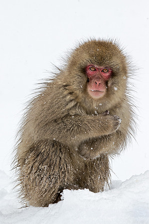 057 Japanese macaque (Snow monkey)(Macaca fuscata) - Nagano Japan