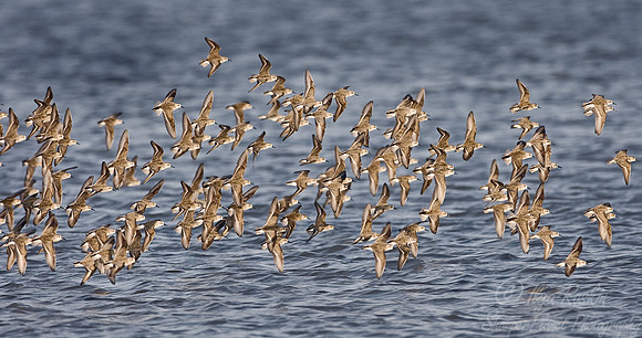 052 Flying Shorebirds - DE
