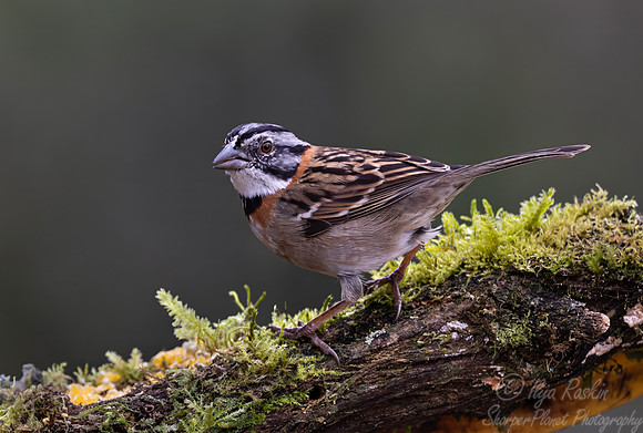 535 Rufous-collared sparrow or Andean sparrow (Zonotrichia capensis) - Colombia cloud forest