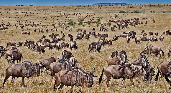 002_Blue Wildebeests_Kenya