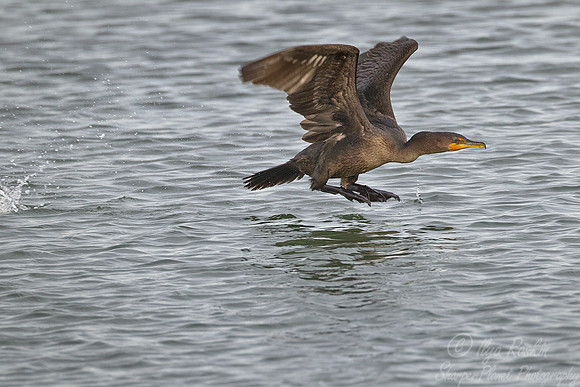 077 Double-crested Cormorant (Phalacrocorax auritus)_NJ