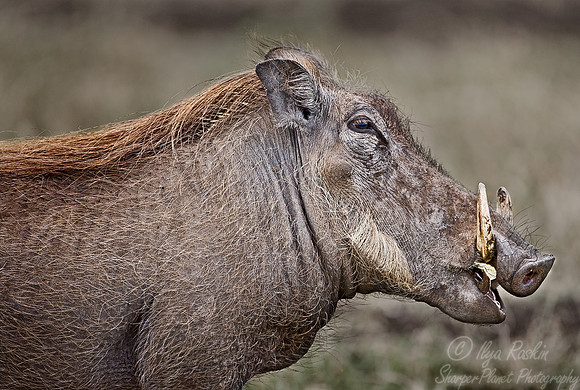 089_Warthog_South Africa
