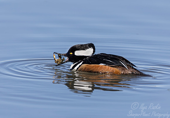 453 Hooded merganser male (Lophodytes cucullatus) - NJ