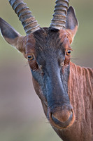 2011 Kenya