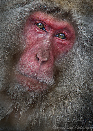 051 Japanese macaque (Snow monkey)(Macaca fuscata) - Nagano Japan