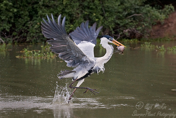 015_Cocoi heron_Pantanal_Brazil