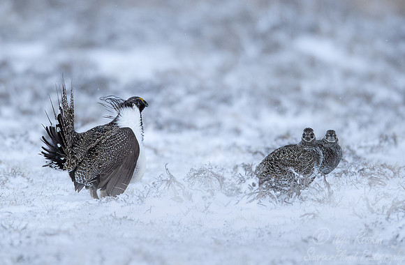 062 Greater sage-grouse (Centrocercus urophasianus) - CO