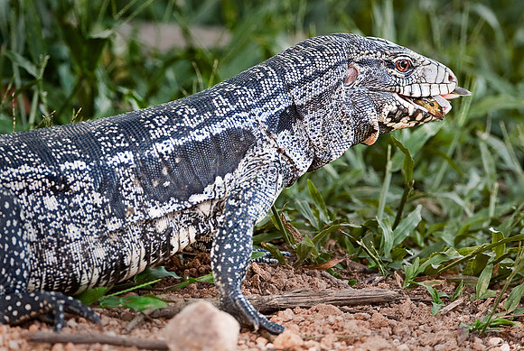 032_Common tegu lizard_Pantanal_Brazil