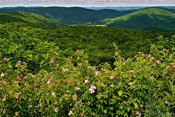 028_Pennsylvania