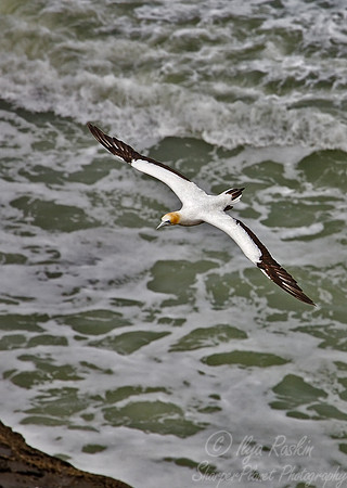 028 Gannet New Zealand