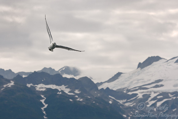 036 Blacked-legged Kittiwake (Rissa tradactyla) - Katmai AK