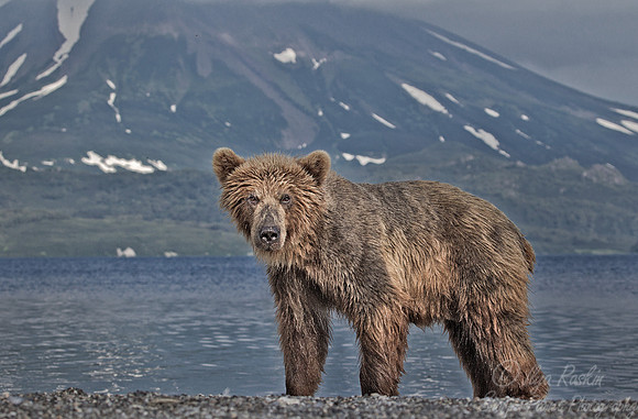 073 Brown Bear (Ursus arctos) - Kamchatka Russia