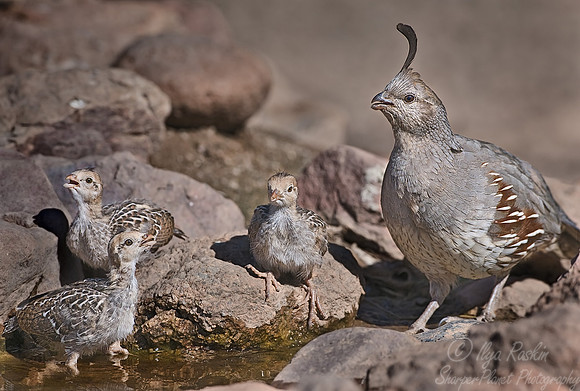 004 Gambel's Quail - AZ