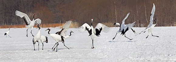 052 Red-crowned Cranes (Grus japonensis) - Hokkaido Japan
