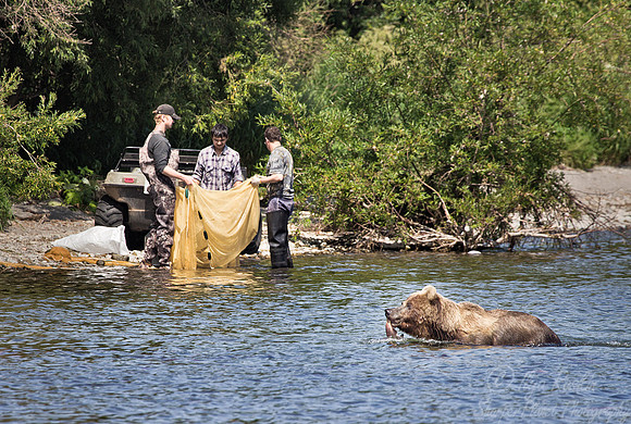 002 Brown Bear (Ursus arctos) - Kamchatka Russia