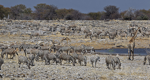 057 Plain Zebras  (Equus quagga) - Etosha Namibia