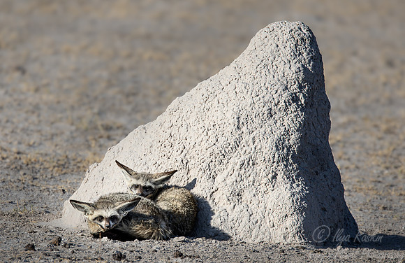 396 Bat-eared foxes (Otocyon megalotis)- Botswana