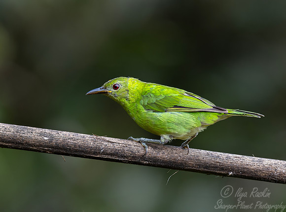 707 Green honeycreeper female (Chlorophanes spiza) - Ecuador