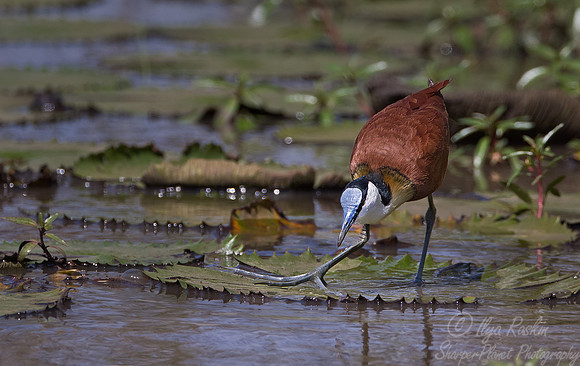 045 African Jacana (Actophilornis africanus) Masai Mara Kenya