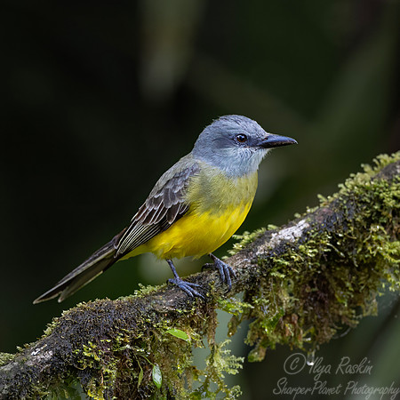 725 Tropical kingbird (Tyrannus melancholicus) - Ecuador
