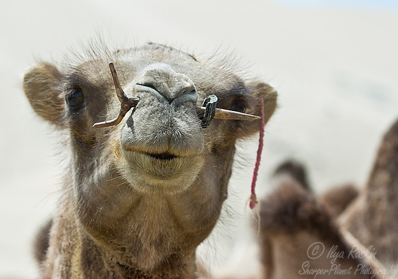 103 Bactrian camels (Camelus bactrianus) - Mongolia