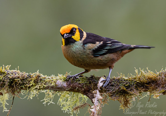 657 Flame-faced tanager (Tangara parzudakii) - Ecuador