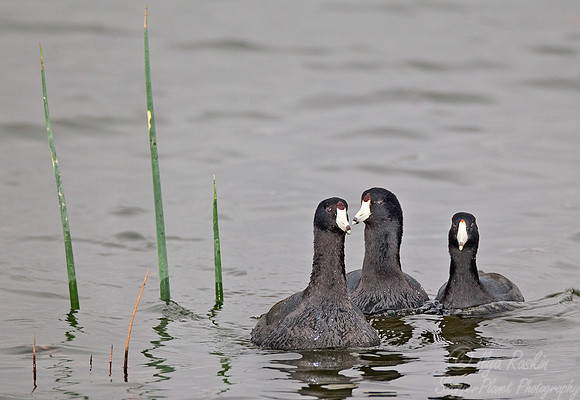 030 American Coot (Fulica americana) FL