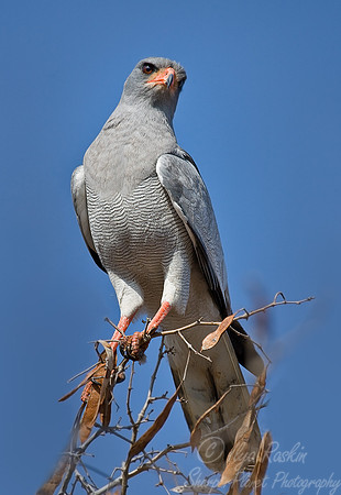 039 Montagu's Harrier (Circus pygargus) - Madikwe S Africa