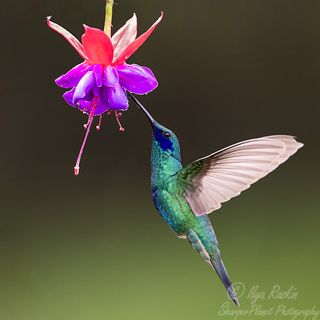 478 Sparkling violetear (Colibri coruscans) - Colombia