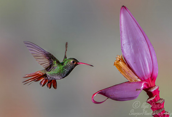 443 Rufous-tailed hummingbird (Amazilia tzacatl) - Colombia cloud forest