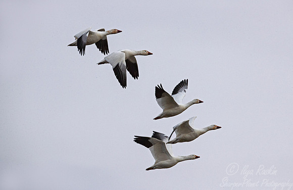 284 Snow geese (Anser caerulescens) - PA