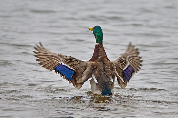082 Mallard Duck (Anas platyrhynchos) - NJ