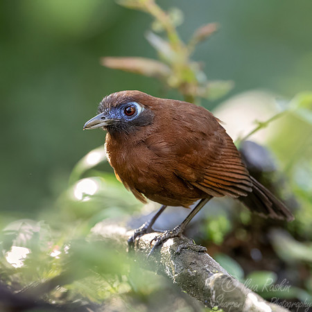 724 Zeledon's antbird female (Hafferia zeledoni) - Ecuador