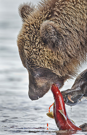 023 Brown Bear (Ursus arctos) - Kamchatka Russia