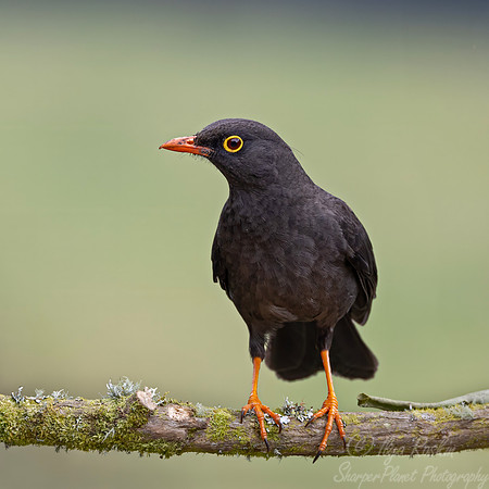 578 Great thrush male (Turdus fuscater) - Colombia cloud forest