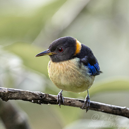 704 Golden-collared honeycreeper (Iridophanes pulcherrimus) - Ecuador