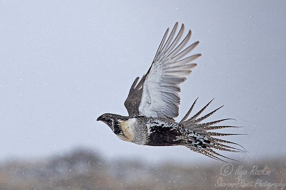 071 Greater sage-grouse (Centrocercus urophasianus) - CO