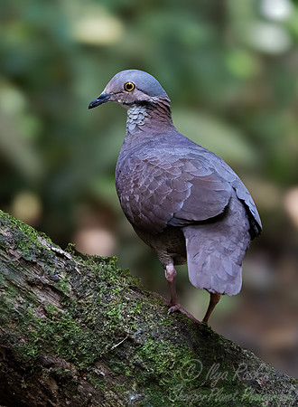582 White-throated quail-dove (Zentrygon frenata) - Colombia cloud forest