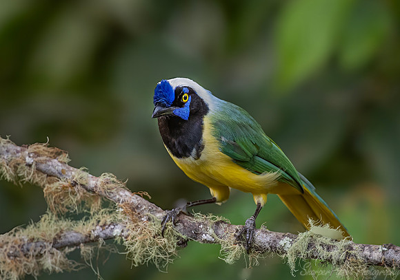 515 Green jay (Cyanocorax luxuosus) - Colombia cloud forest