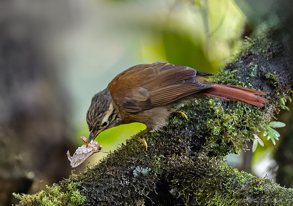 717 Scaly-throated foliage-gleaner (Anabacerthia variegaticeps) - Ecuador