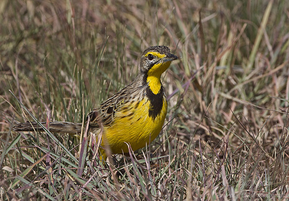 040 Yellow-throated Longclaw (Macronyx croceus) Masai Mara Kenya