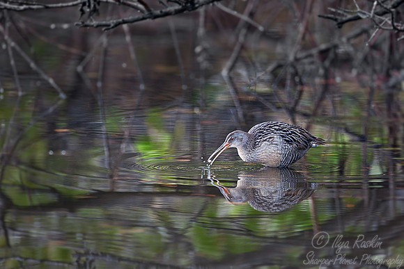 033 Clapper Rail (Rallus longirostris) FL