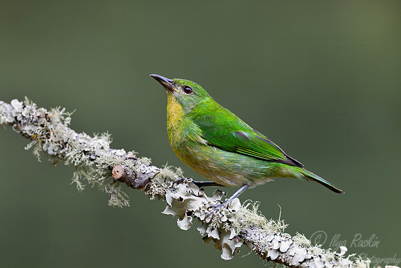 521 Green honeycreeper female (Chlorophanes spiza) - Colombia cloud forest