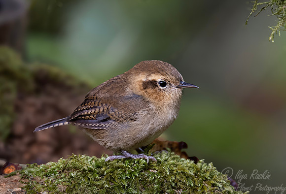 581 Mountain wren (Troglodytes solstitialis) - Colombia cloud forest