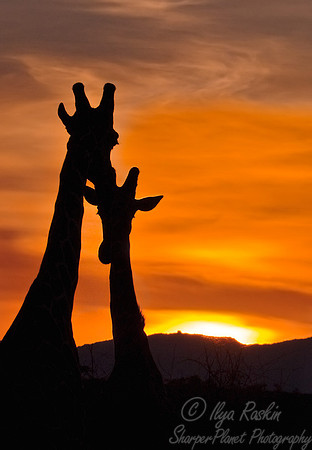 062_Giraffes_Kenya