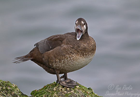 070 Harlequin Duck female (Histrionicus histrionicus) - NJ