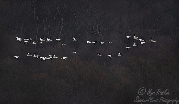 304 Snow geese (Anser caerulescens) - PA