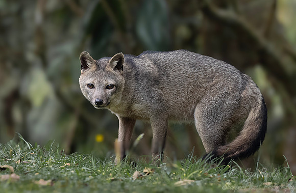 402 Crab-eating fox (Cerdocyon thous) - Colombia cloud forest